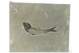 Eocene Fossil Fish (Knightia) - Wyoming #222853-1